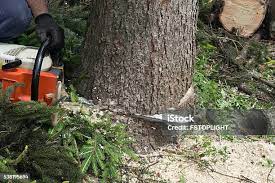 Best Tree Preservation Services  in Alanes Ridge, CA