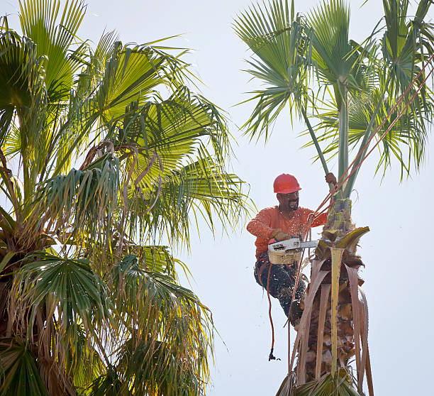 How Our Tree Care Process Works  in  Acalanes Ridge, CA